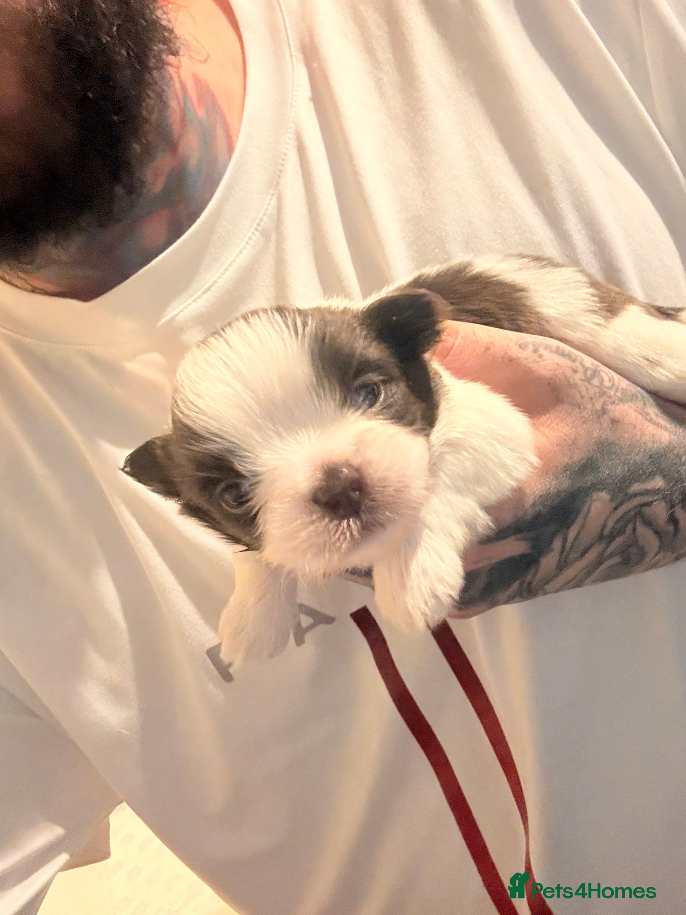 Shih Tzu dogs 3 beautiful shih-tzu pups left - Advert 1