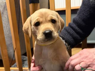 Labrador Retriever dogs Labrador pup - Advert 10