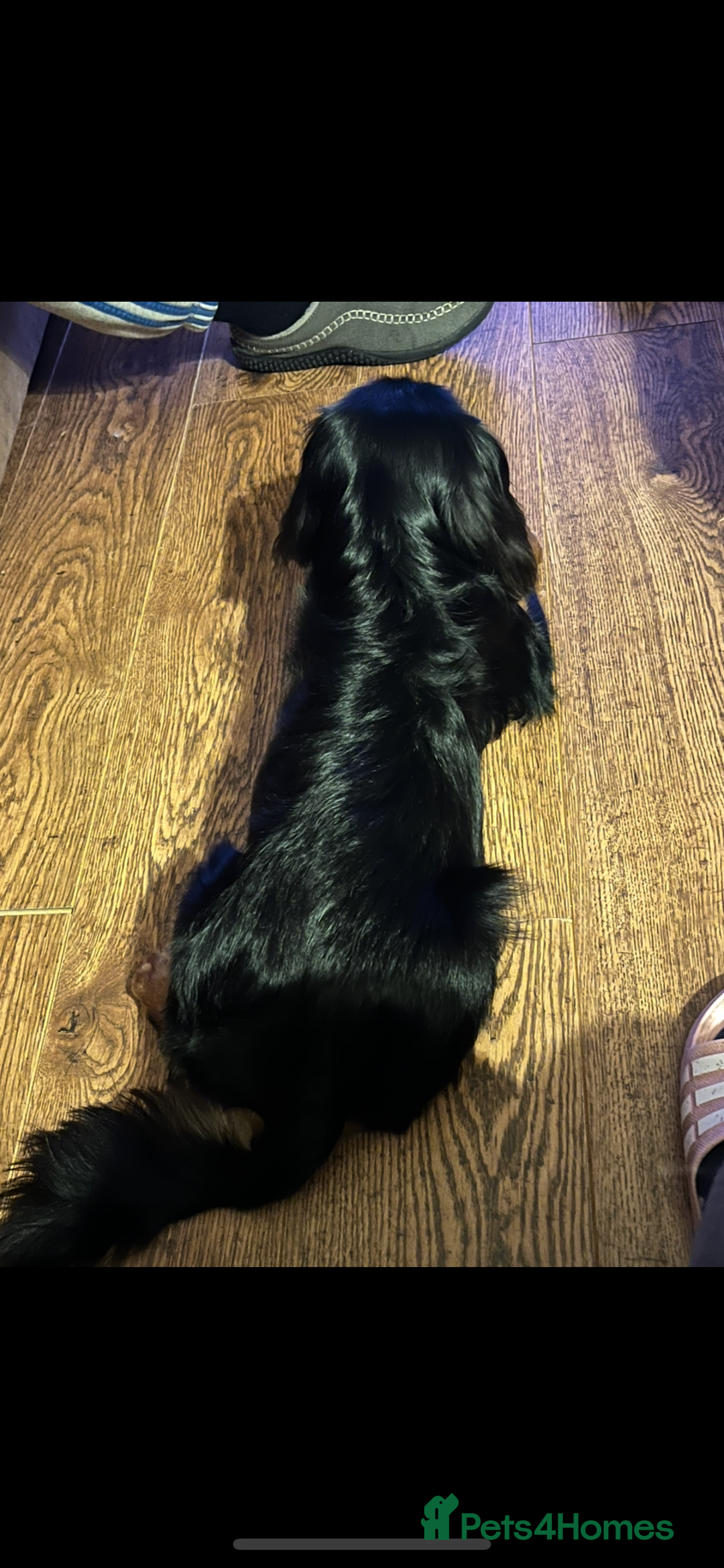 Cavalier King Charles Spaniel dogs for stud: Black/tan boy for stud - Advert 4