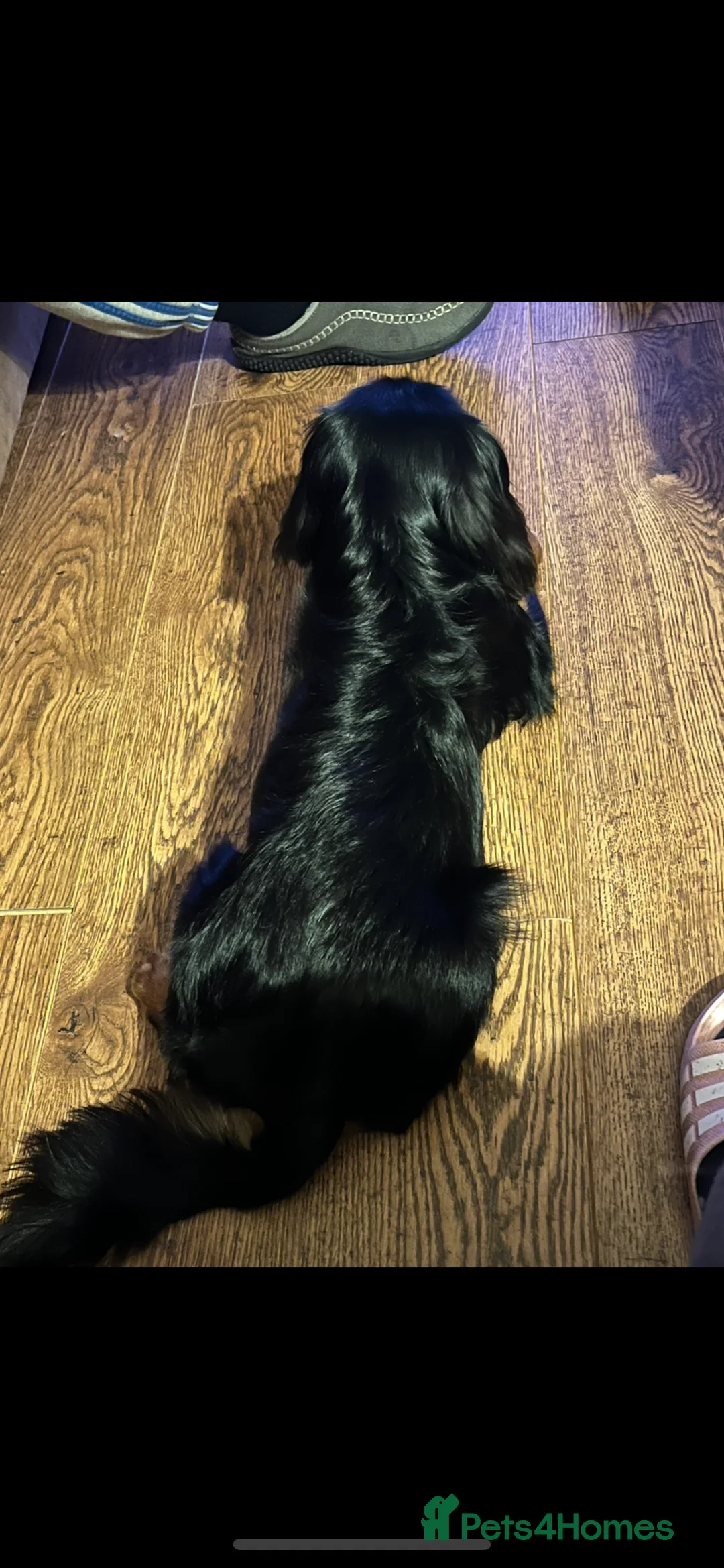 Cavalier King Charles Spaniel dogs for stud: Black/tan boy for stud - Advert 4