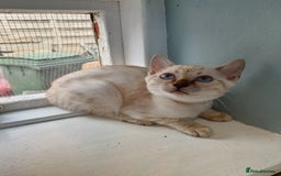 Bengal cats for sale: Tica RG Blue silver snows - Image 17
