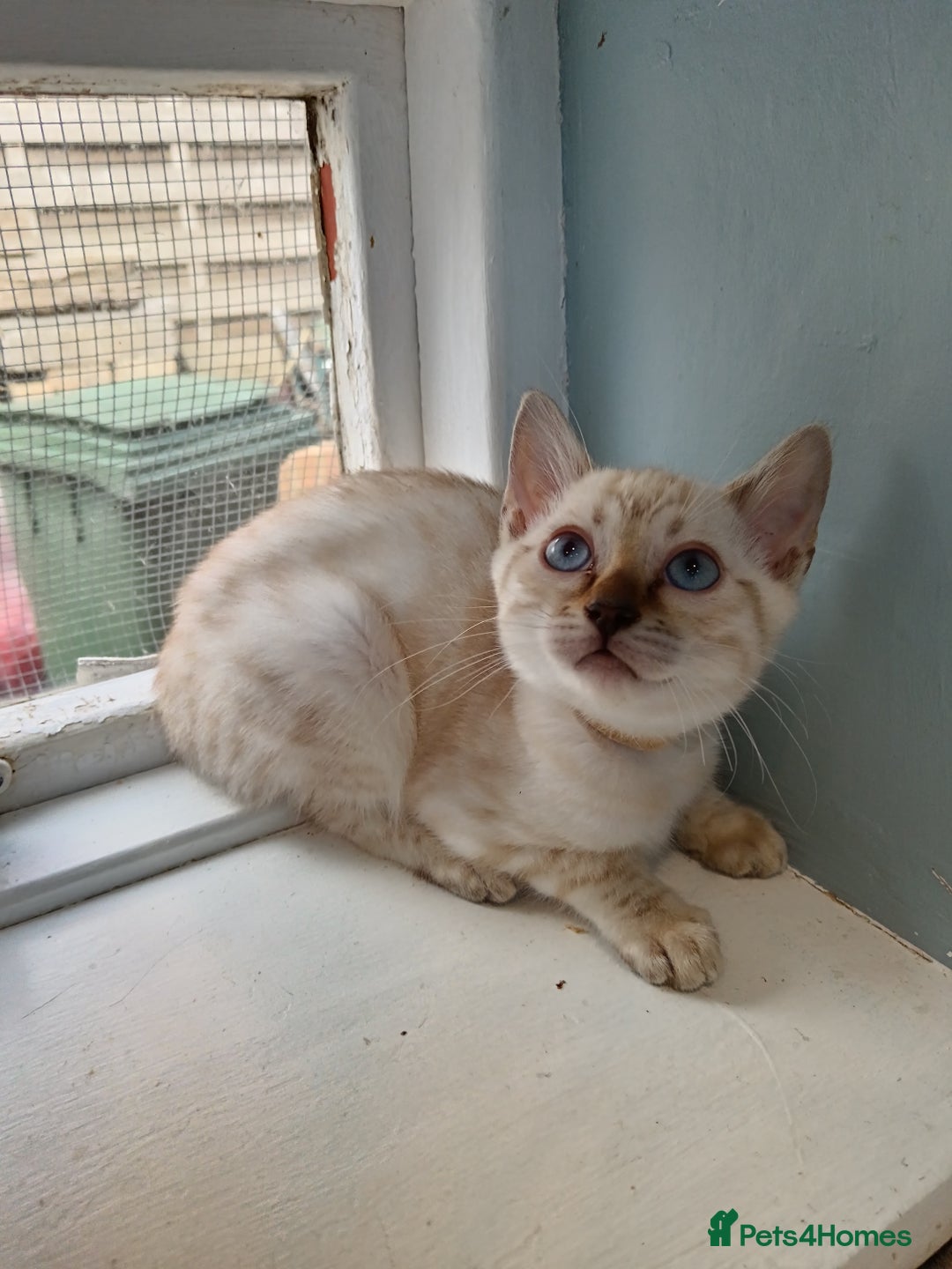 Bengal cats for sale: Tica RG Blue silver snows - Image 17