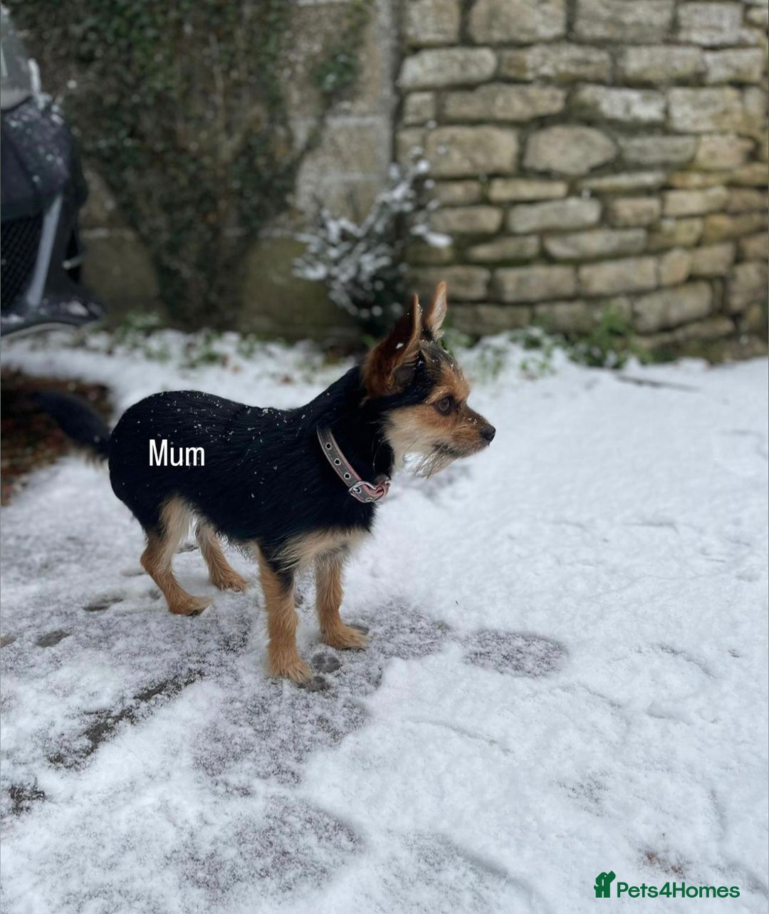 Mixed Breed dogs for sale: Five healthy puppies looking for a living home!  - Advert 14