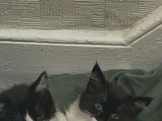 Mixed Breed cats Male and female must be rehome together. - Advert 1