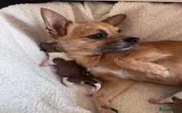 Jack Chi dogs for sale: Jack-chi puppies - Advert 1