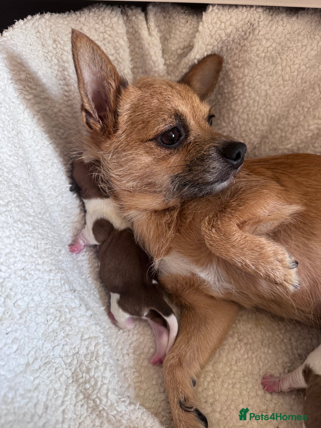 Jack Chi dogs for sale: Jack-chi puppies - Advert 1