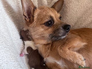 Jack Chi dogs for sale: Jack-chi puppies - Advert 1