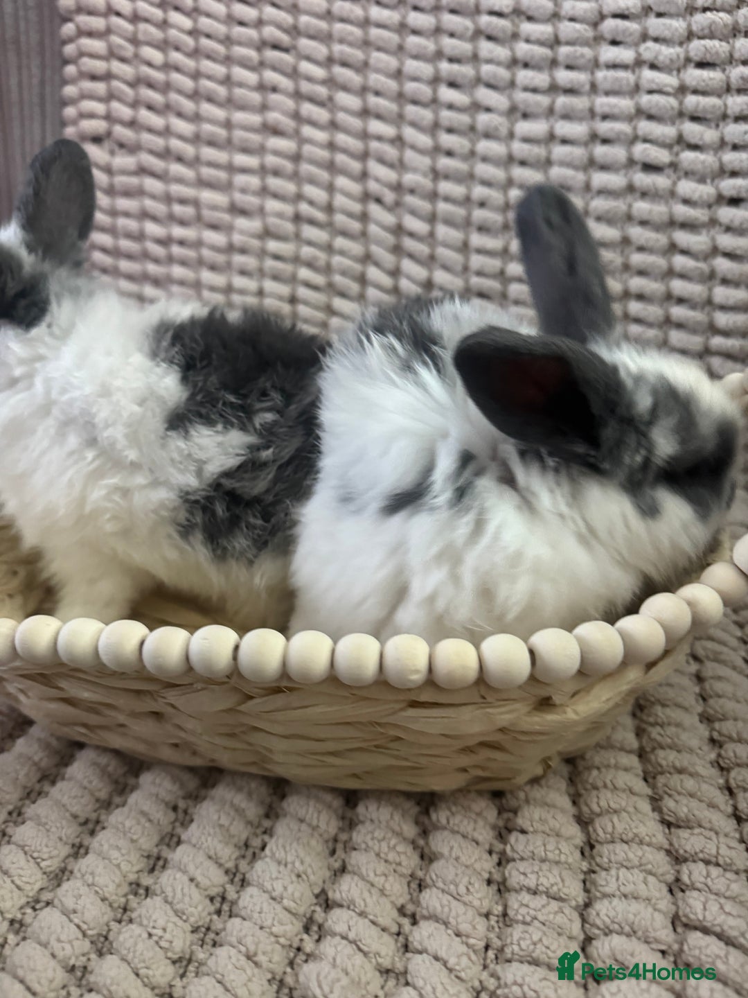 Mini Lop rabbits for sale: ✨ Beautiful Lop x Angora Baby Bunnies  ✨  - Advert 4