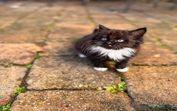 Mixed Breed cats for sale: two boys and a girl - Image 10