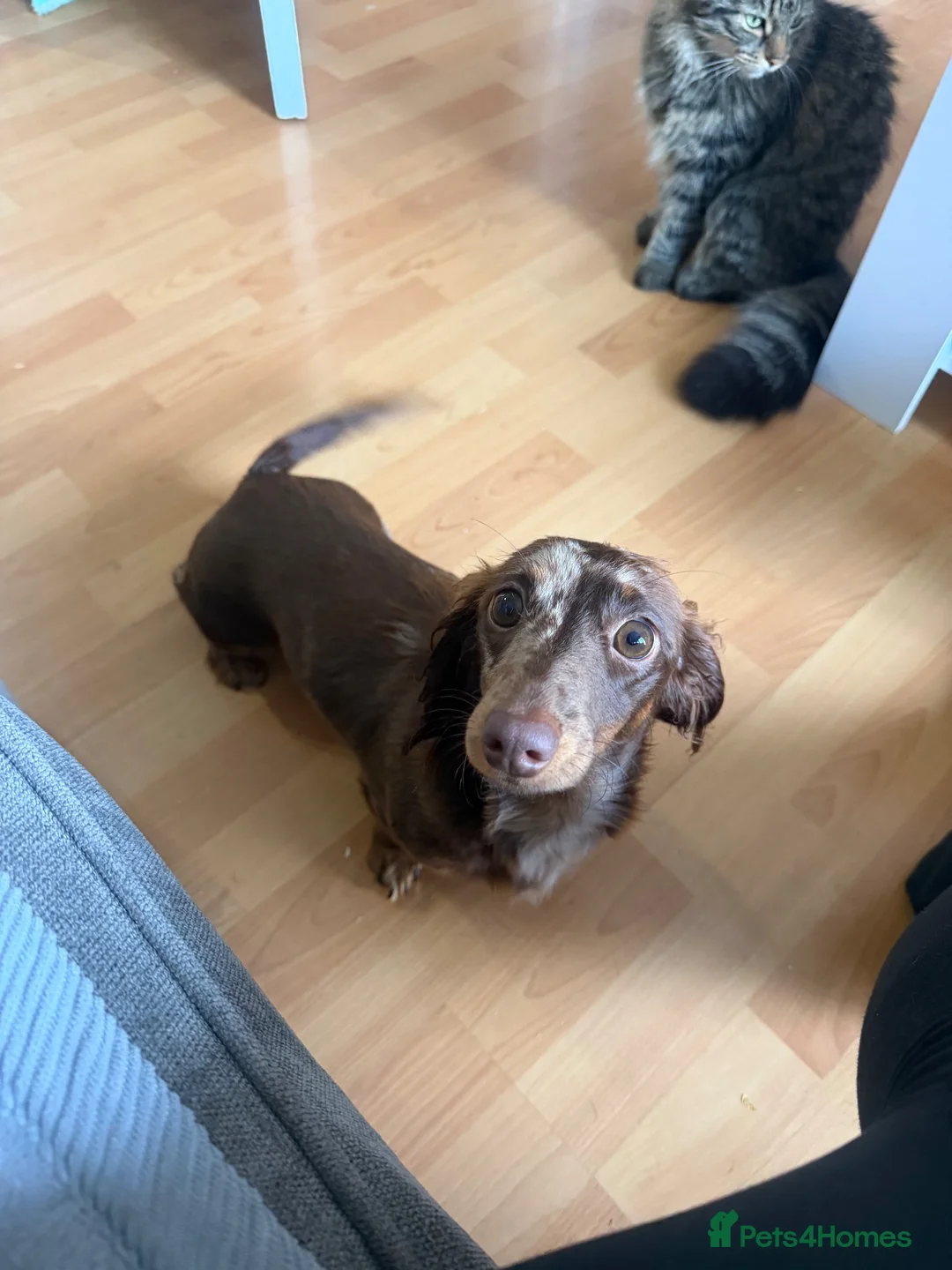 Miniature Dachshund dogs for sale: 1 year old miniature dapple long haired dashound in Newhaven - Advert 2