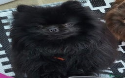 Pomeranian dogs for stud: Beautiful black teddy face KC pom stud - Image 3