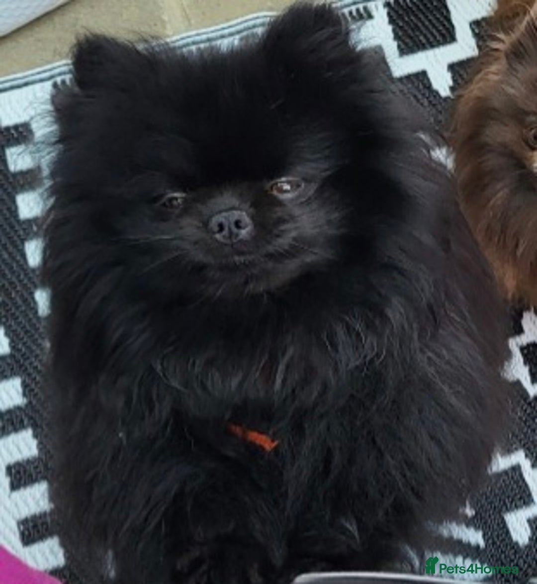 Pomeranian dogs for stud: Beautiful black teddy face KC pom stud - Image 3