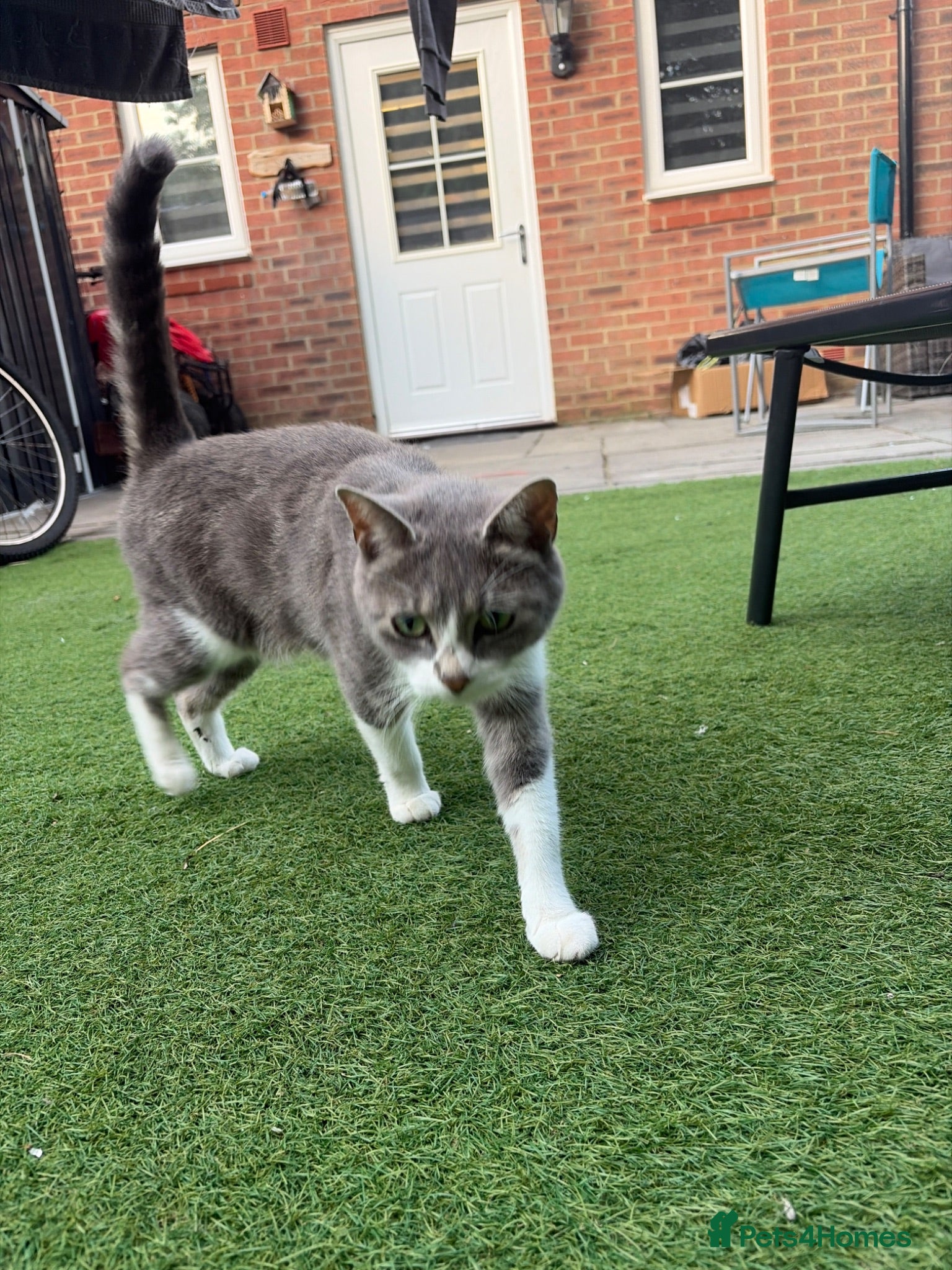 Mixed Breed cats Kittens for sale - Advert 2