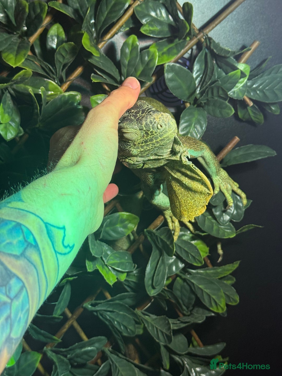 Iguana reptiles for sale: Blue Iguana - Advert 5