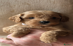 Cockapoo dogs for sale: Exceptional deep red and cream puppies  - Image 3