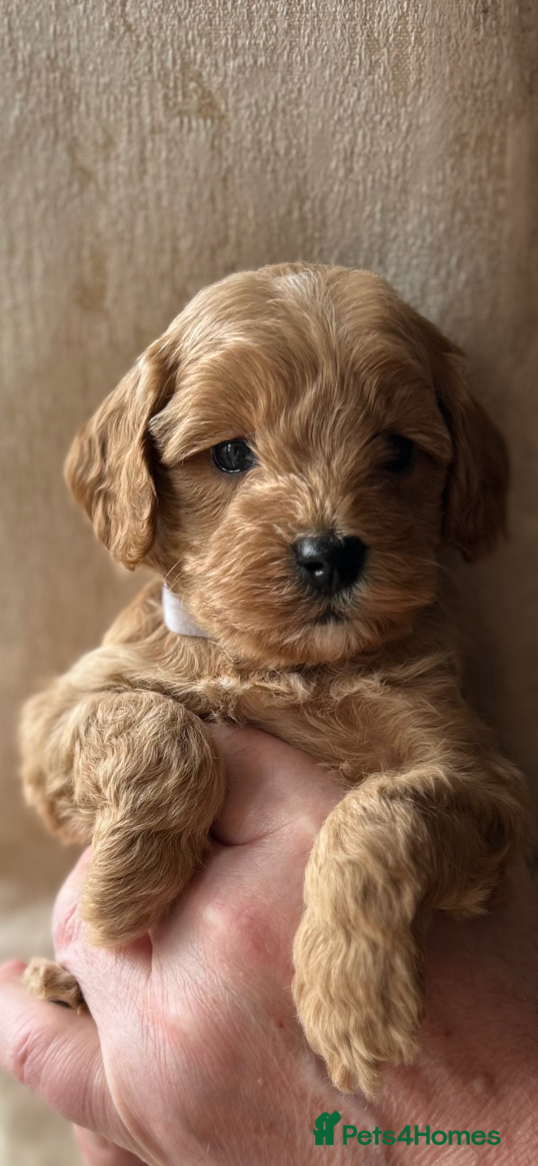 Cockapoo dogs for sale: Exceptional deep red and cream puppies  - Image 3
