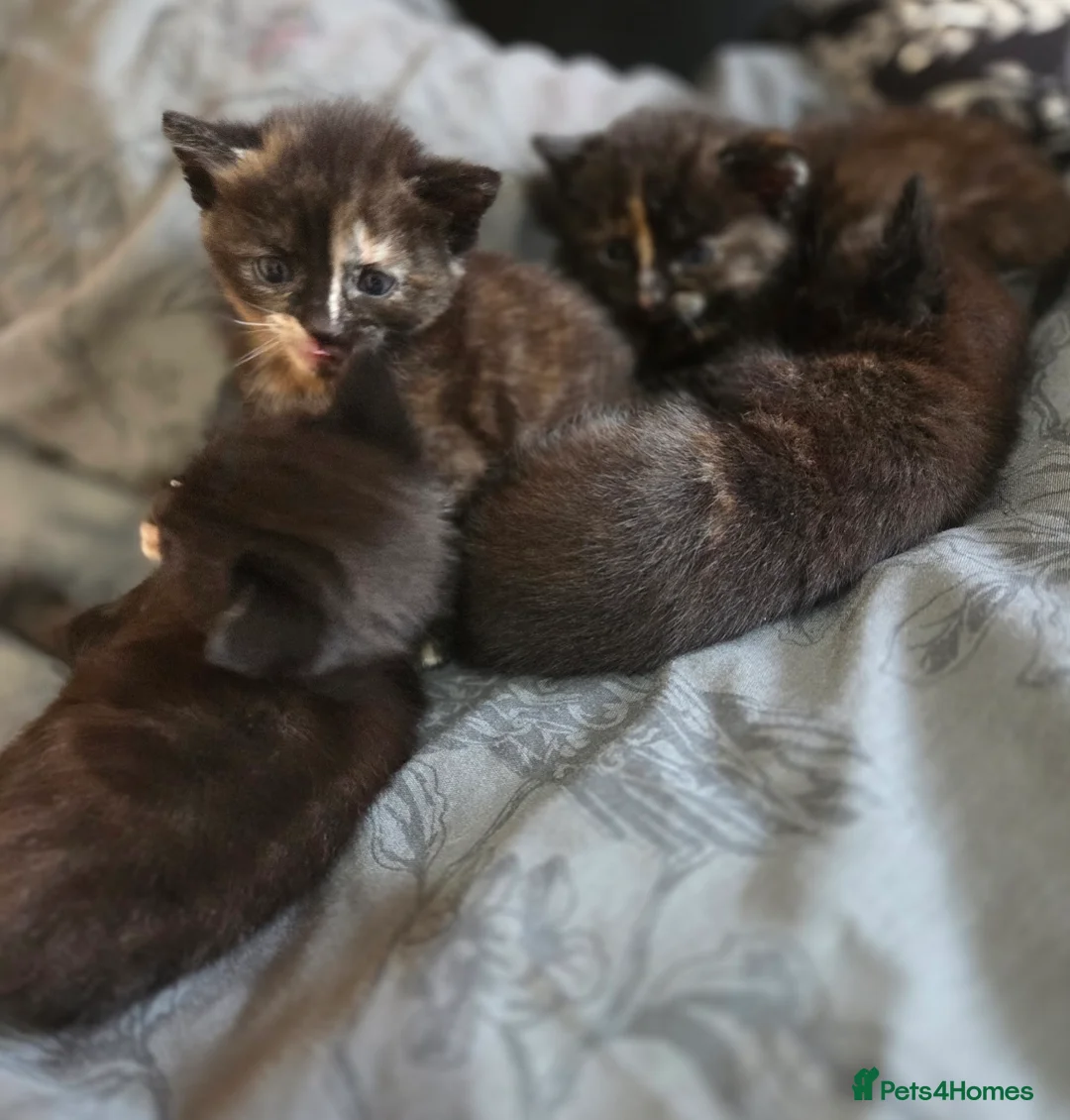 Mixed Breed cats for sale:  Beautiful Kittens Looking for Loving Homes - Advert 7
