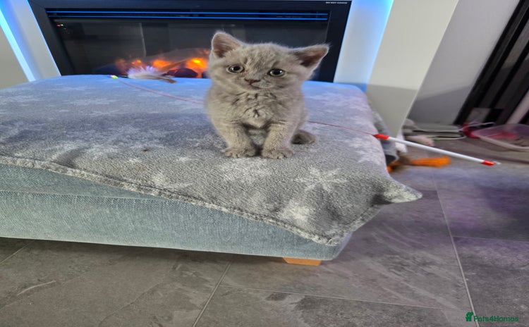 British Shorthair cats - Advert 5