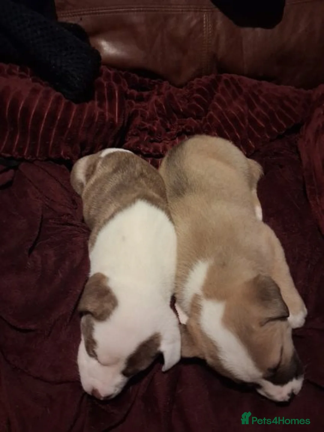 Mixed Breed dogs for sale: Akita x American staff puppies for sale  - Advert 7