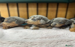 Miniature Dachshund dogs for sale: 5⭐️ Licensed breeder. Kc reg Pra clear - Image 5