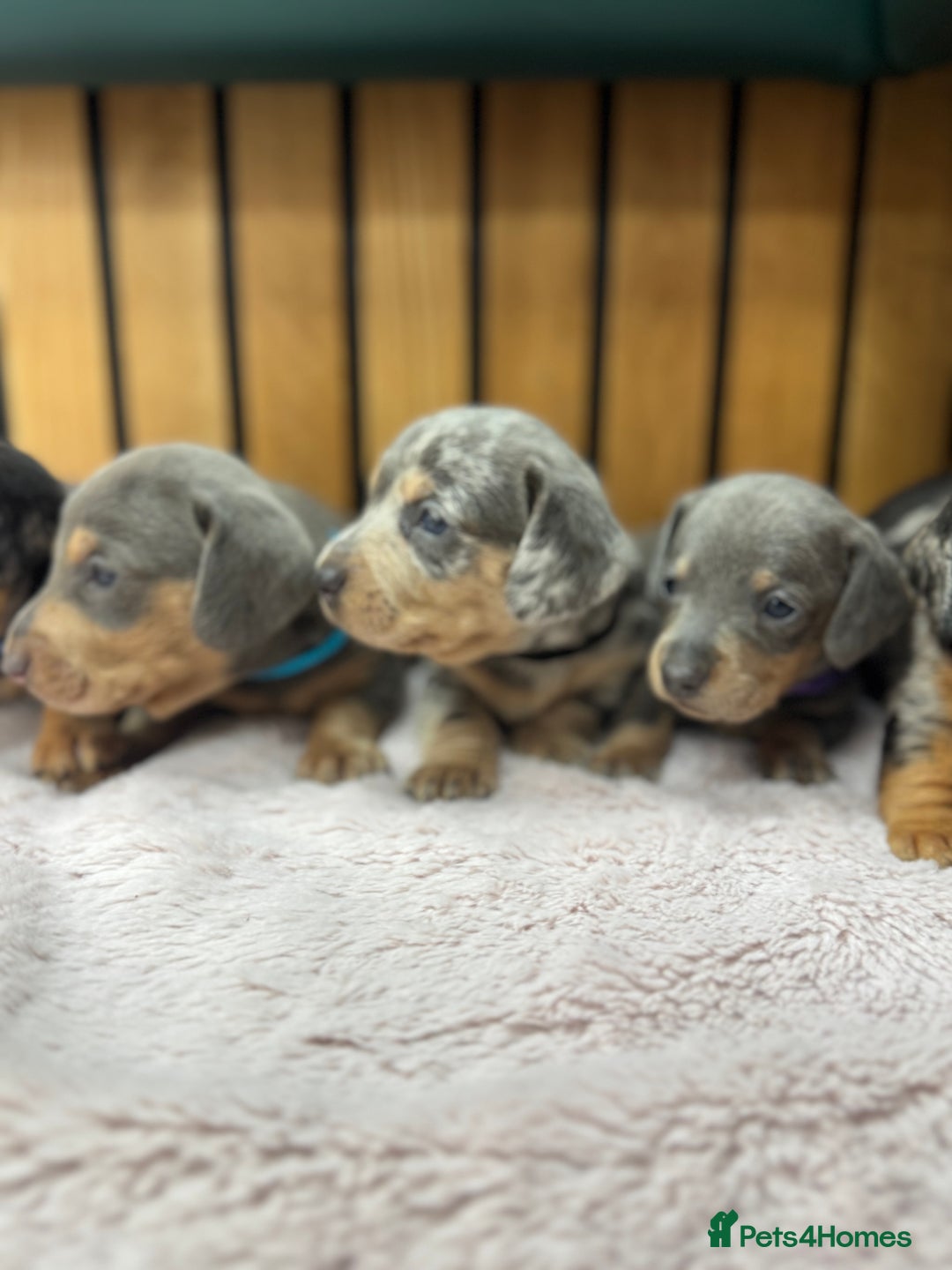 Miniature Dachshund dogs for sale: 5⭐️ Licensed breeder. Kc reg Pra clear - Image 5