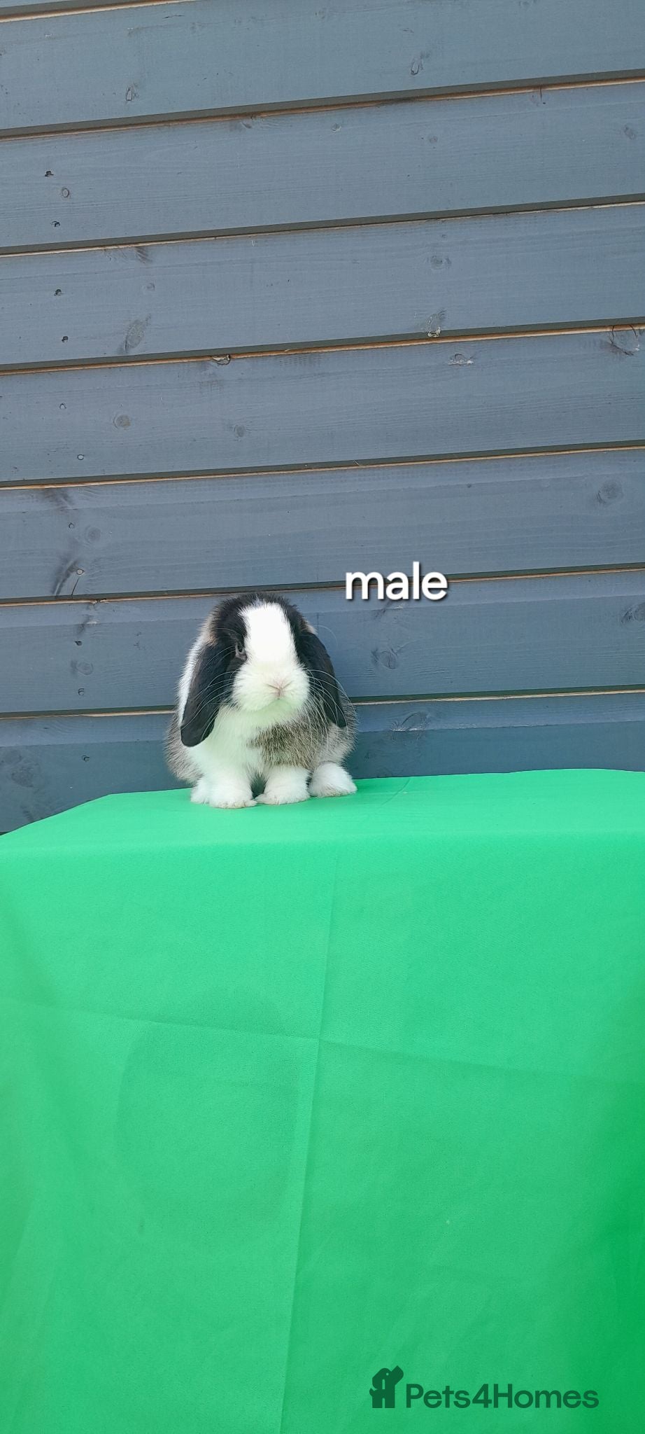 Mini Lop rabbits Purebred mini lop rabbits ready to leave  - Advert 2