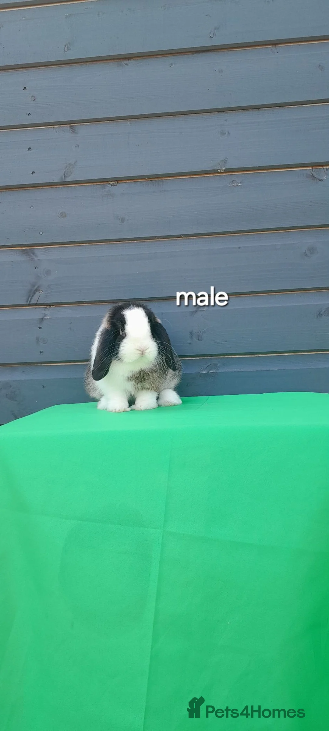 Mini Lop rabbits for sale: Purebred mini lop rabbits ready to leave  - Advert 2