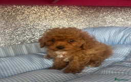 Cavapoo dogs for sale: F1 b cavapoo puppies 🐶  - Image 23