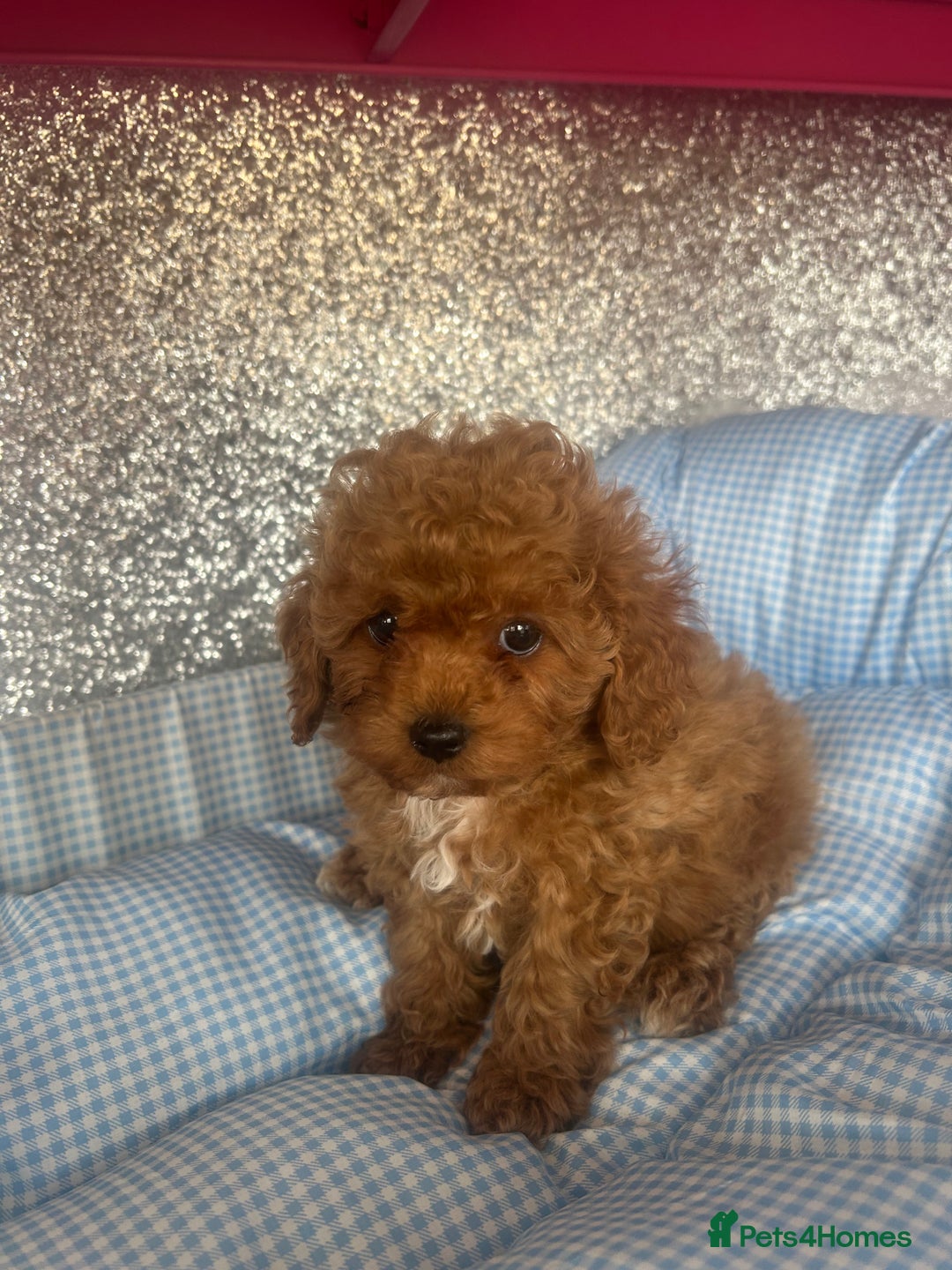 Cavapoo dogs for sale: F1 b cavapoo puppies 🐶  - Image 23