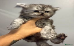 Persian cats for sale: Two boys Persian is available. - Image 3