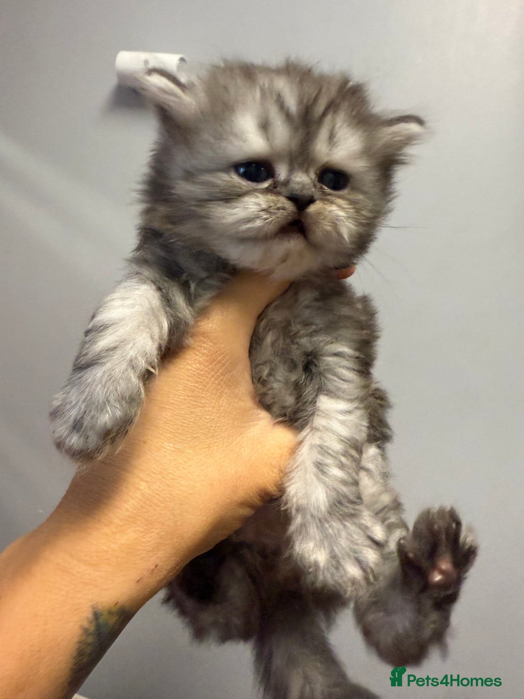 Persian cats for sale: Two boys Persian is available. - Image 3