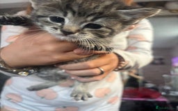 Bengal cats for sale: 3 bengal x cross kittens  - Image 8