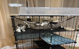 Mixed Breed cats for sale: 4 cute bundles of joy  - Image 9
