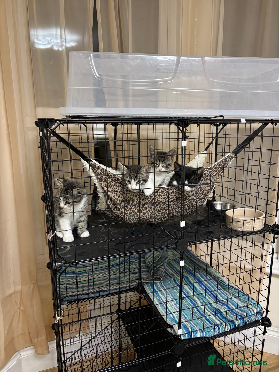 Mixed Breed cats for sale: 4 cute bundles of joy  - Image 9