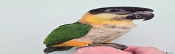 Parrots birds for sale: Cheeky Handreared Amazon's, Galah's & Caique's!!! - Advert 11