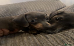 Miniature Dachshund dogs for sale: Tiny Blue and tan miniture daschound  - Image 4