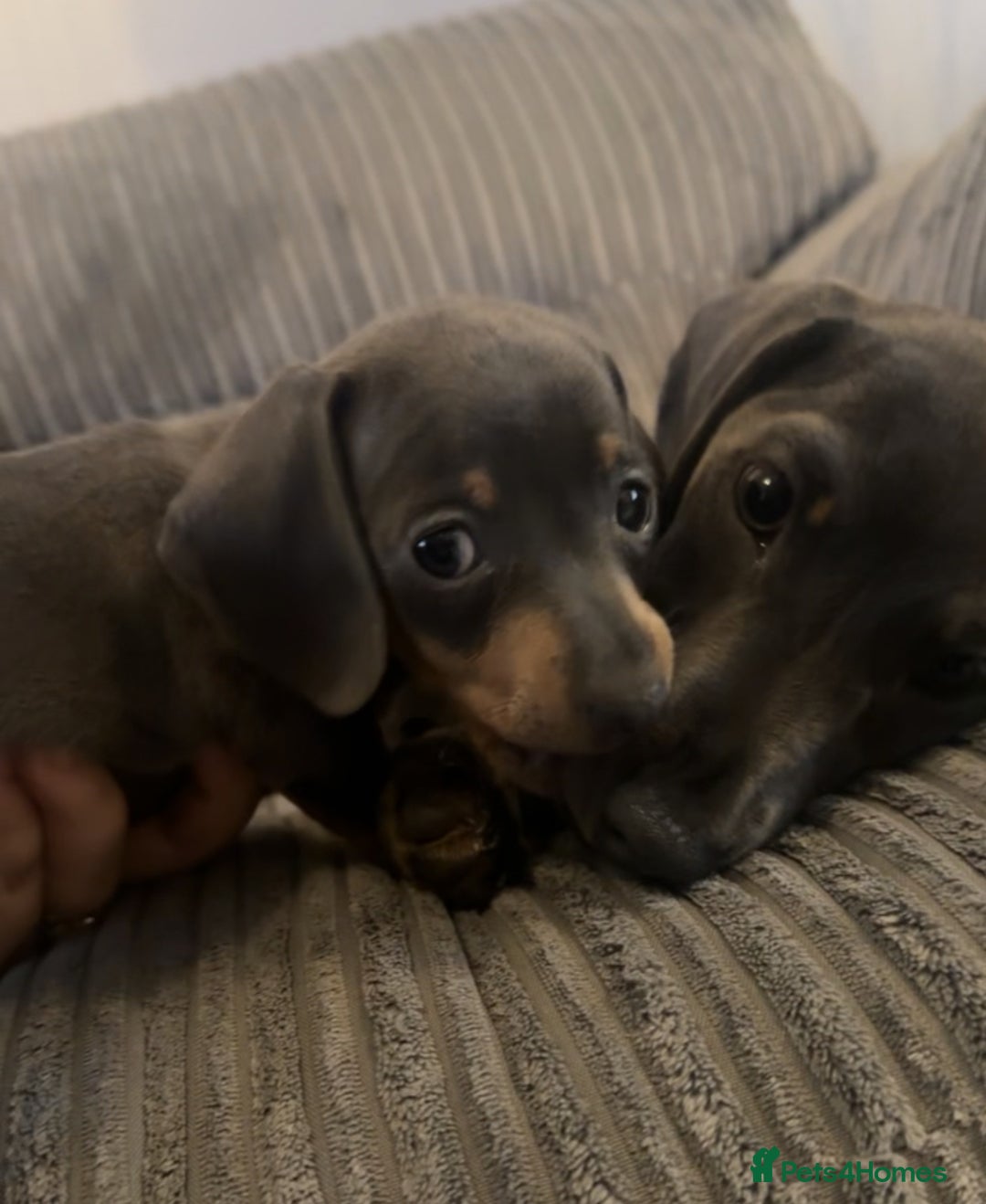 Miniature Dachshund dogs for sale: Tiny Blue and tan miniture daschound  - Image 4
