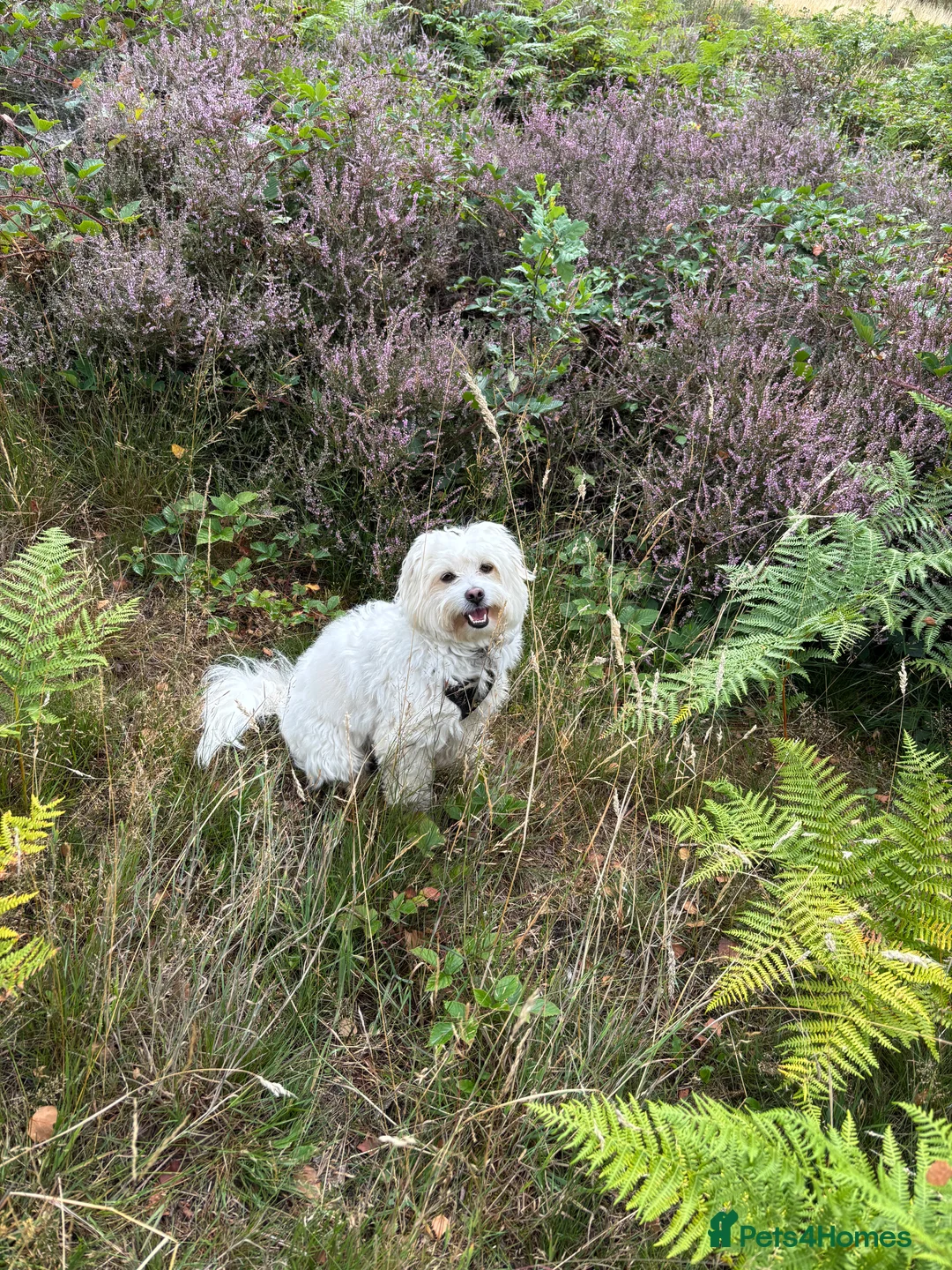 Mixed Breed dogs for sale: Zeus Exceptional Maltese x Whippet   - Advert 7