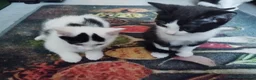 Mixed Breed cats for sale: Kittens in Bournemouth  in Bournemouth - Advert 3