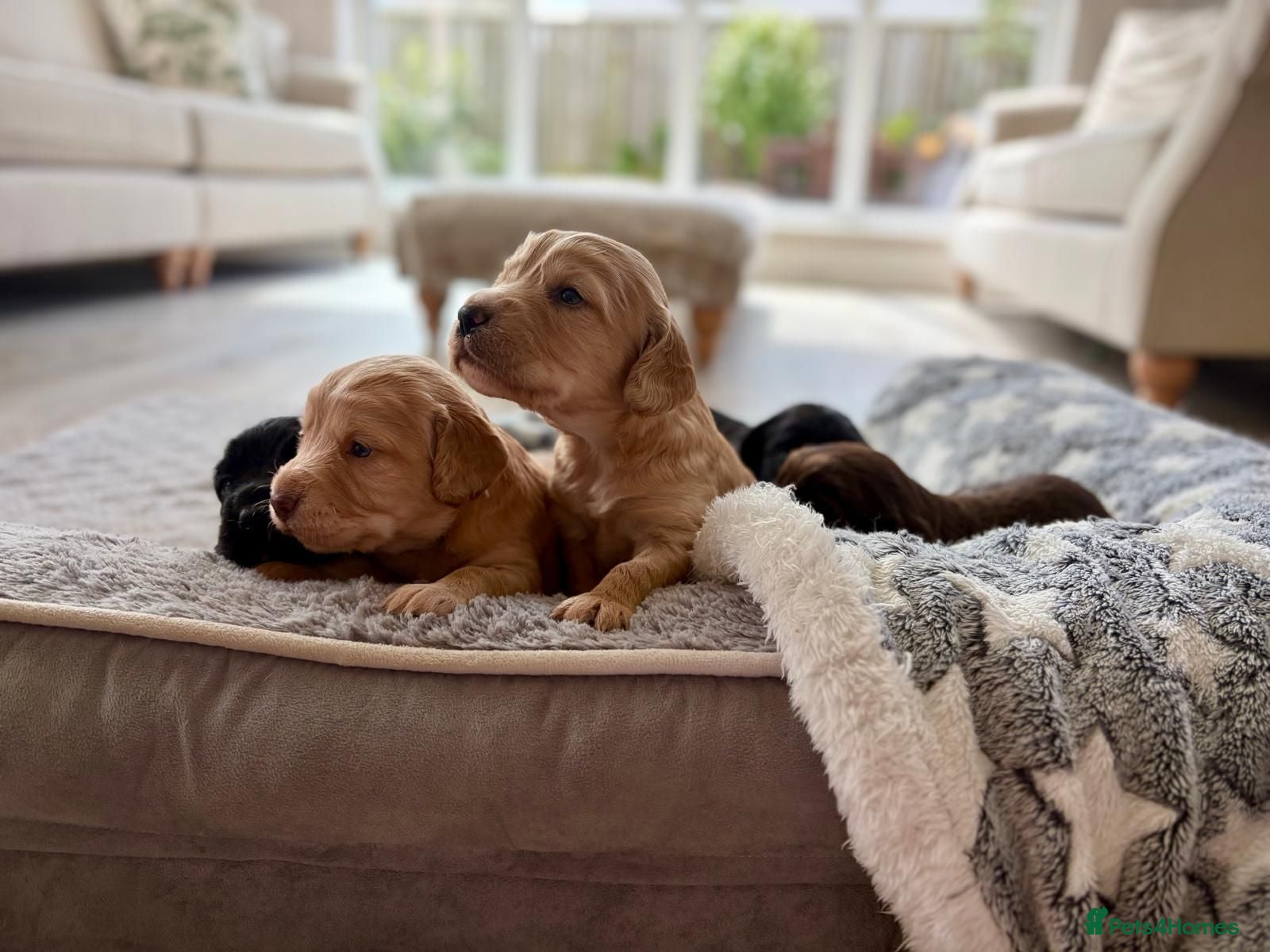 Cocker Spaniel dogs KC Register Cocker Spaniel Puppies for Sale - Advert 2