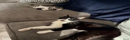 Mixed Breed cats for sale: 6 kittens for sale  - Advert 7