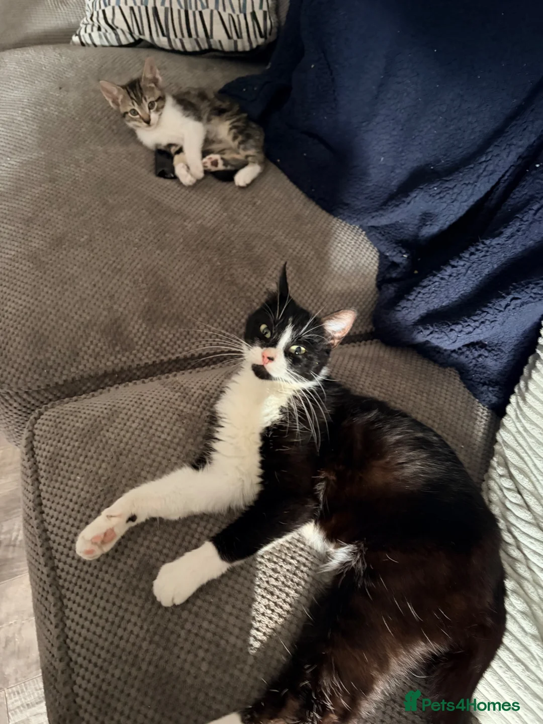 Mixed Breed cats for sale: 6 kittens for sale  - Advert 7