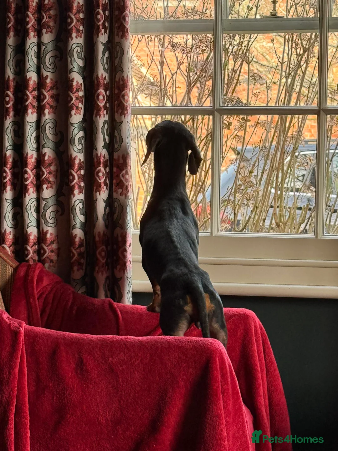 Dachshund dogs for adoption: DOTTY - Advert 8