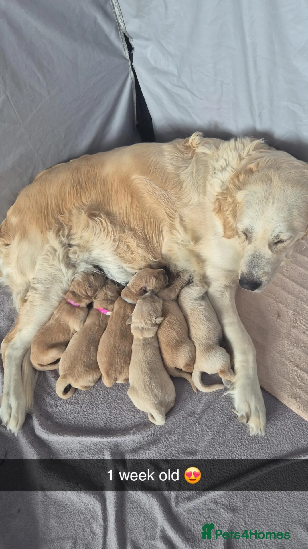 Golden Retriever dogs for sale: 5* Home-Raised Golden Retriever Puppies in Tranent - Advert 2