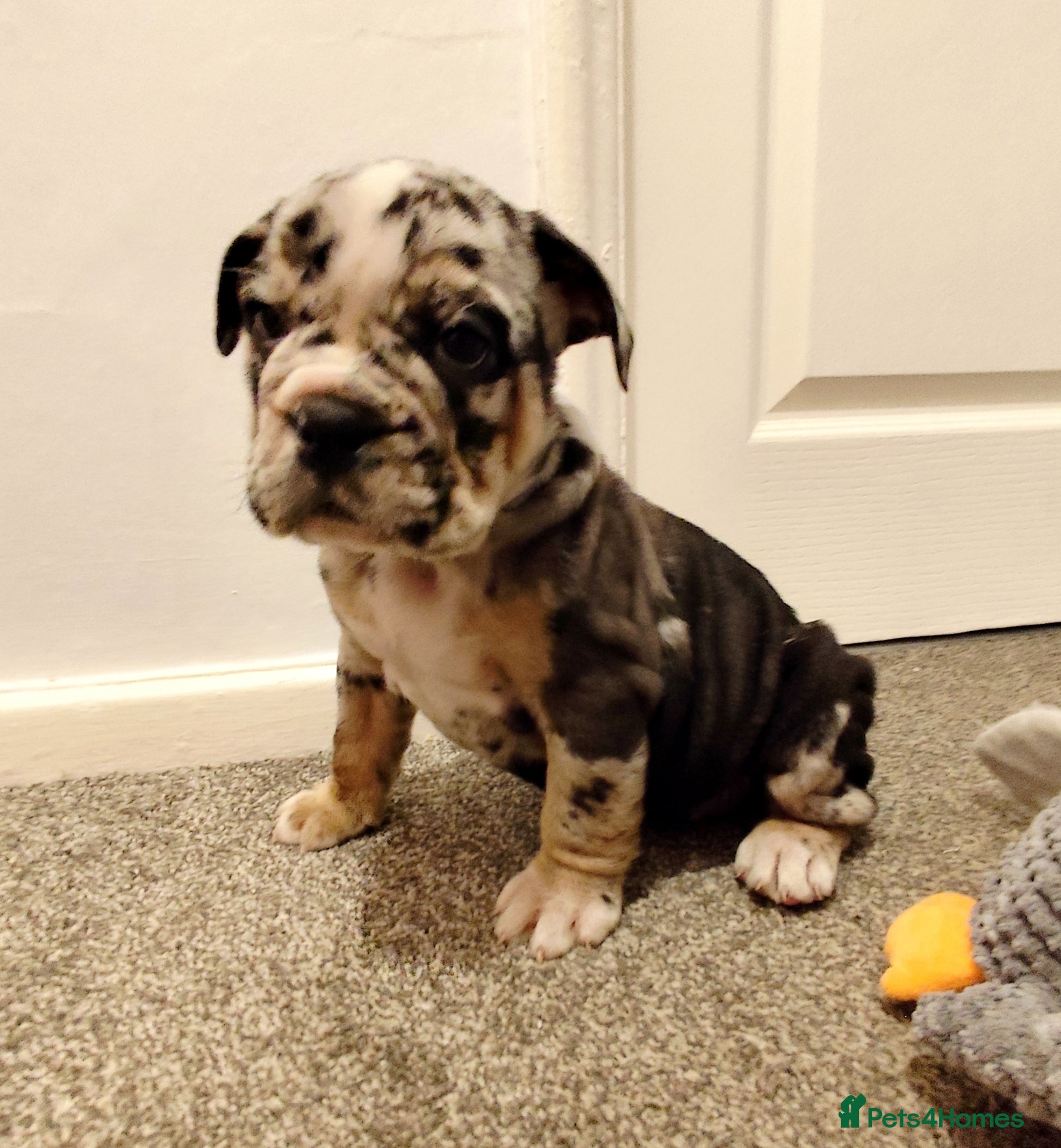 Mixed Breed dogs 🐾🐶Stunning New English Bulldog Puppies🐶🐾 - Advert 11