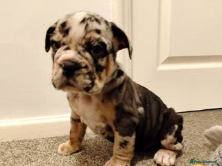 Mixed Breed dogs 🐾🐶Stunning New English Bulldog Puppies🐶🐾 - Advert 6