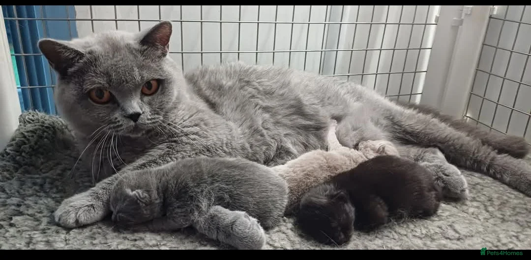 British Shorthair cats for sale: Loving Black male pedigree British Shorthair - Advert 4