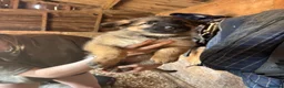 German Shepherd dogs for sale: Beautiful litter of healthy German shepherd pups - Advert 3