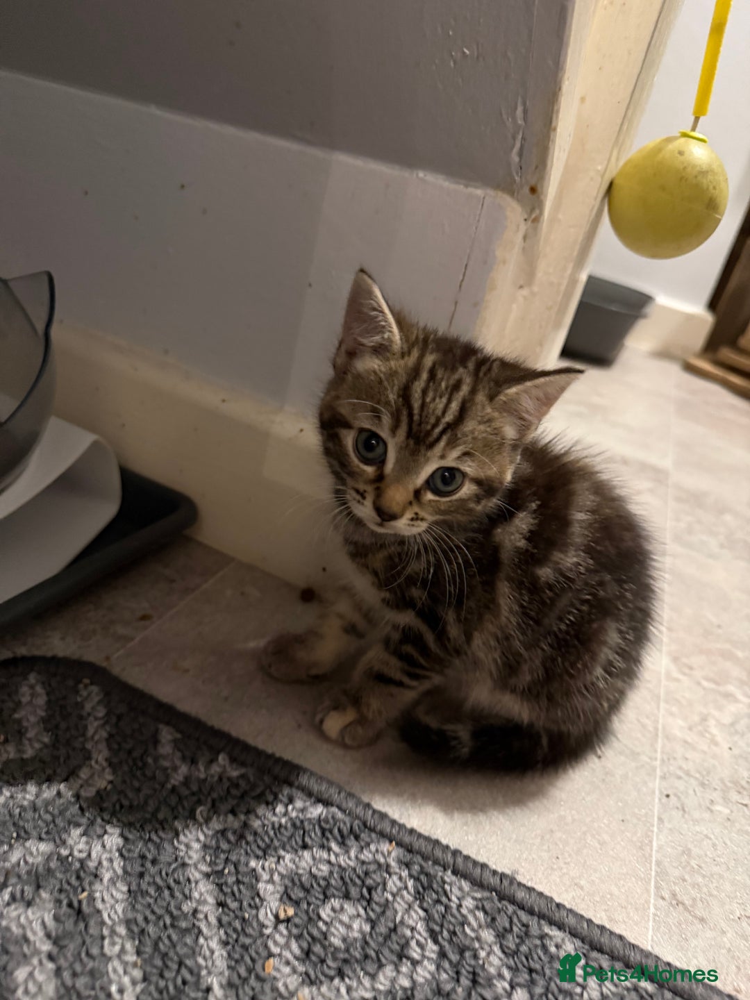 British Shorthair cats for sale: Gorgeous kittens  - Advert 20