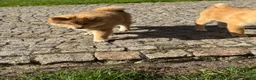 Japanese Shiba Inu dogs for sale: Shiba Inu puppies parents health tested  - Advert 22